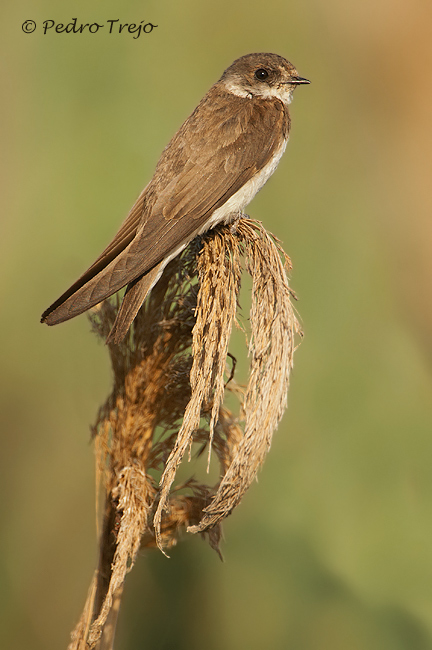 Avión zapador (Riparia riparia)